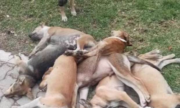 Pétition : Settat-Maroc : Tueries sauvages de pauvres chiens, nous devons boycotter le tourisme !