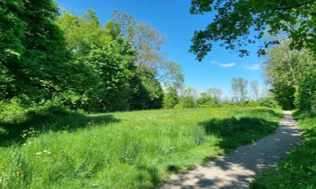 Pétition : Protégeons le bois des chênes !