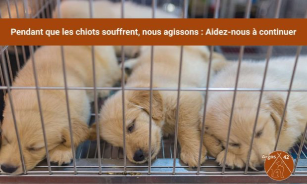 Pétition : Mettons fin aux dérives des salons du chiot en France !