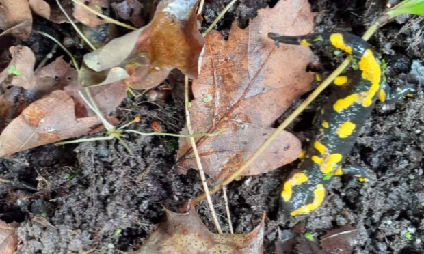 Pétition : Sauvons l’habitat de la salamandre à Binche