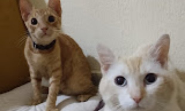 Pétition : Requête contre Ethias Assistance Car et Plus pour ramener mon chat !