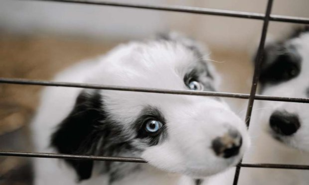 Pétition : Mettons fin aux dérives des salons du chiot en France !