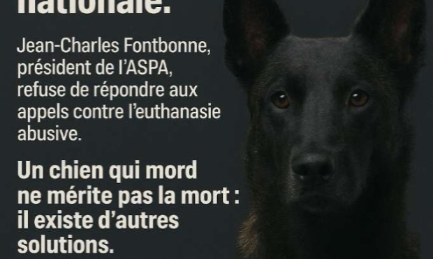 Pétition : Alerter les pouvoirs publics sur l’euthanasie des chiens en France !