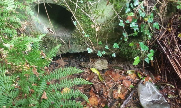 Pétition : Décès de ma jument : stoppons la pollution à Noues de Sienne !