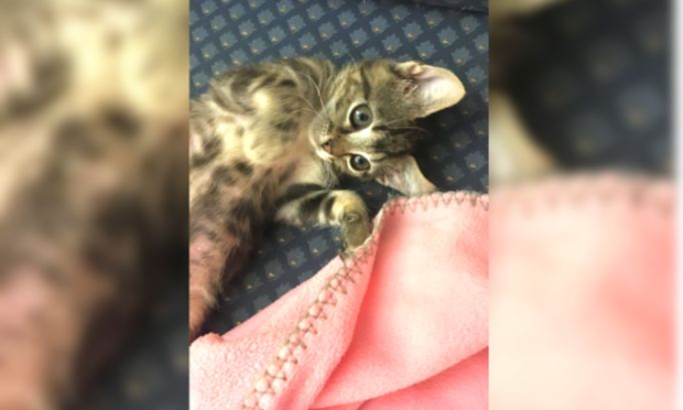 Pétition : Il faut sauver la petite association Bastet et sa centaine de chats ! Et le budget de l'État... vraiment ?