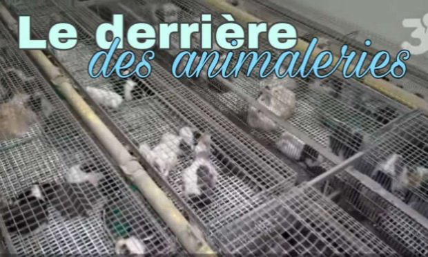 Pétition : Animalis à Levallois : NON à la vente des NACS !