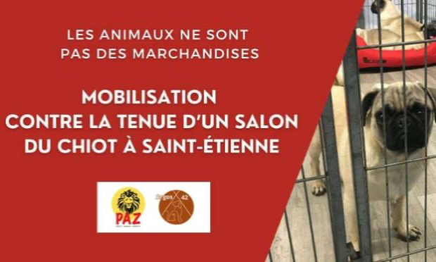 Petition : Stop au Salon du Chiot de Saint-Étienne (42)