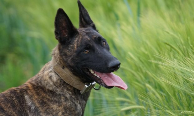 Petition : Après l'euthanasie de Smoke par la SPA, nous demandons la démission de M. Fombonne