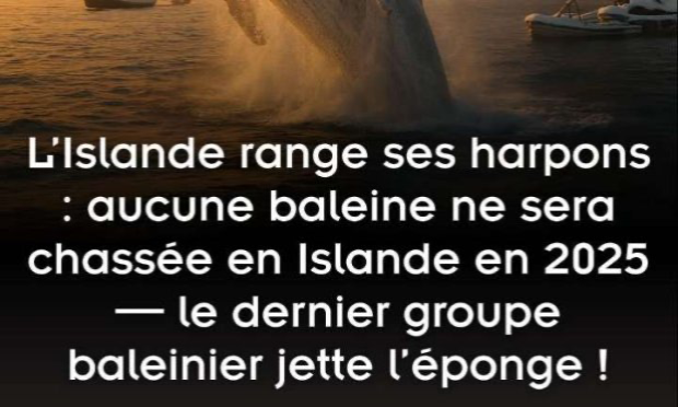 Petition : Stop à la chasse à la baleine au Japon et en Norvège !