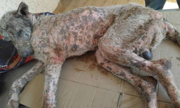 Petition : Appel au boycott mondial du tourisme marocain et de la FIFA. SOS génocide canin.