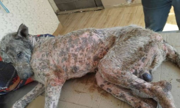 Petition : Settat-Maroc : Tueries sauvages de pauvres chiens, nous devons boycotter le tourisme !