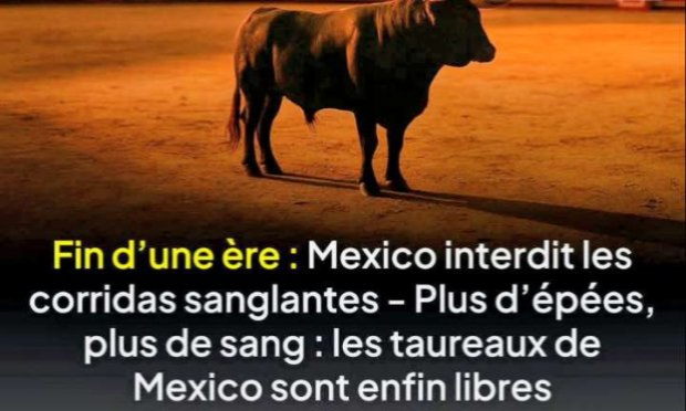 Petition : Pour l'interdiction des écoles privées de tauromachie en France