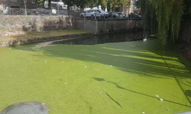 Petition : Décès de ma jument : stoppons la pollution à Noues de Sienne !