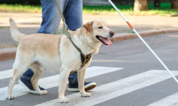 Petition : Davantage de sanctions pour refus des chiens guides d'aveugles dans les lieux publics.