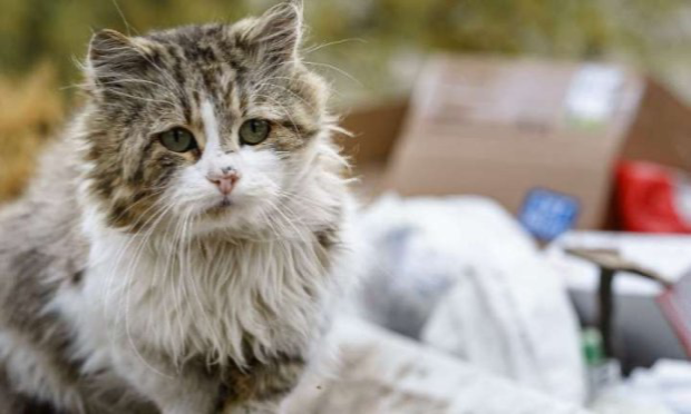 Petition : Urgence Animaux Errants : Agissons Ensemble !