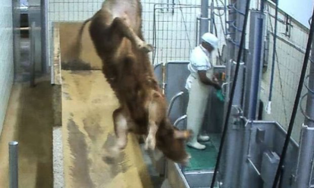 Petition : Pour l'interdiction des abattoirs et la protection animale
