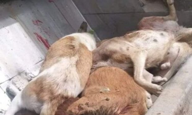 Petition : Exterminés et tabassés à mort : solidarité pour les animaux errants d'Algérie !