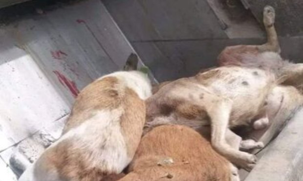 Petition : Urgence : Massacre de chiens sans abris innocents à Beni Mellal, Maroc. Un défenseur blessé par balles !