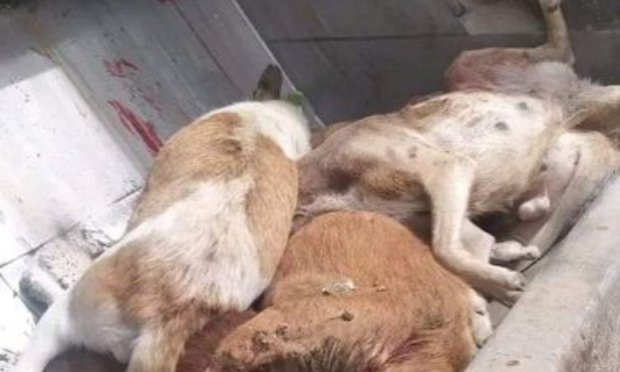 Petition : Agissons pour mettre fin aux souffrances inhumaines infligées aux chiens dans la fourrière de Fès