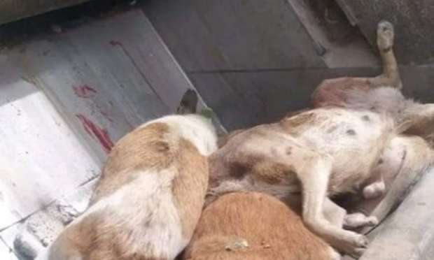 Petition : Appel au boycott mondial du tourisme marocain et de la FIFA. SOS génocide canin.