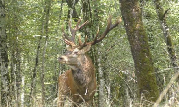 Pétition : Hermès le cerf : pour qu'un roi reste vivant