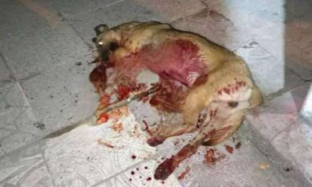 Petition : Urgence contre la barbarie et les crimes sur les animaux errants en Tunisie !