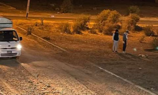 Petition : Urgence péril animal en Algérie - Il faut sauver les pauvres chiens et chats des rues - Abattages qui se poursuivent !