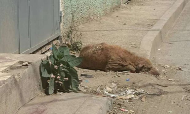Petition : Les élus voyous de Jerada (Maroc) ont fait massacrer gratuitement tous les chiens des rues