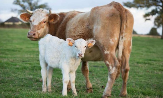 Petition : A pregnant dog tortured and then hanged in Morocco and 32 dogs starved to death in Spain