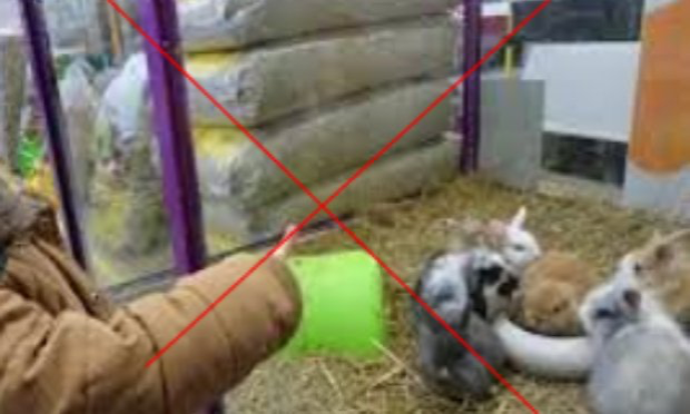 Petition : Animalis à Levallois : NON à la vente des NACS !