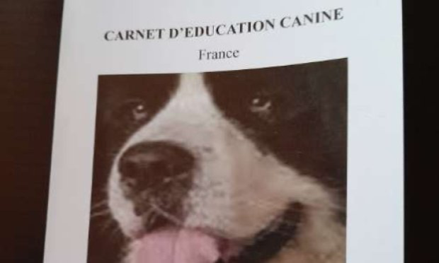 Petition : Collier semi étrangleur à pointes : DANGER pour les chiens