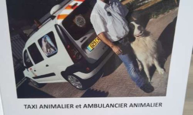 Petition : Reconnaissance de métiers de services aux animaux domestique en Europe. Ambulancier animalier et taxi animalier.