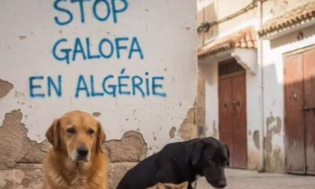 Petition : Exterminés et tabassés à mort : solidarité pour les animaux errants d'Algérie !