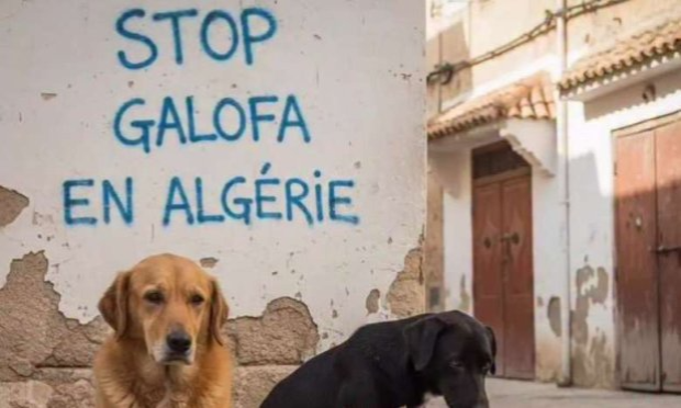Petition : Urgence péril animal en Algérie - Il faut sauver les pauvres chiens et chats des rues - Abattages qui se poursuivent !