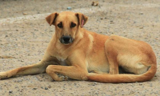 Petition : L’histoire de la torture abjecte et du meurtre horrible d’un chien husky (Tanta, Égypte) : justice pour le chien martyr !