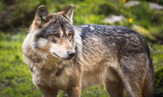 L'état veut encore assouplir la facilité d'abattage des loups pour 2026