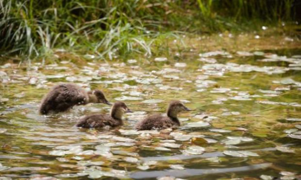 Petition : Absurdité de l'emplacement projeté pour un nouveau cimetière à Avanne-Aveney (25) !