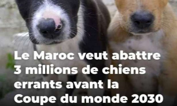 Petition : En marche vers une évolution radicale des droits des animaux en France
