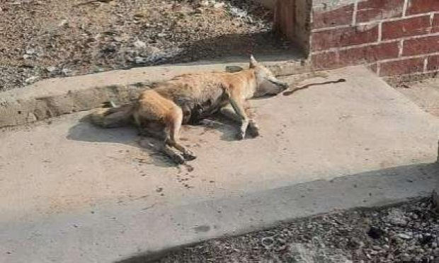 Petition : Urgence contre la barbarie et les crimes sur les animaux errants en Tunisie !