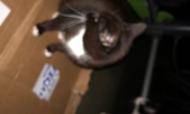 Petition : Pour la stérilisation des chats errants de la Croix-Rousse à Lyon !