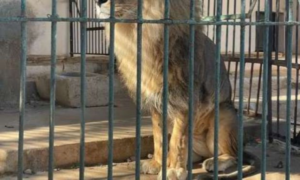 Petition : Urgence contre la barbarie et les crimes sur les animaux errants en Tunisie !