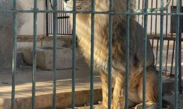 Petition : Urgence contre le projet démoniaque et criminel d'élimination de tous les pauvres chiens SDF de la ville de Casablanca ! Appel à l'action internationale !