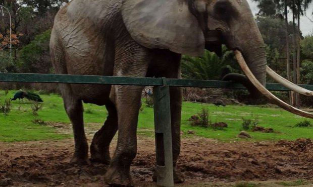 Petition : A pregnant dog tortured and then hanged in Morocco and 32 dogs starved to death in Spain