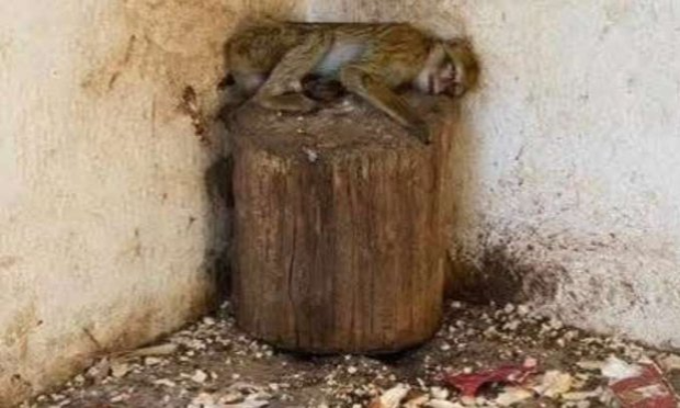 Petition : Mobilisons-nous maintenant contre la barbarie infligée aux animaux errants de Tunisie !