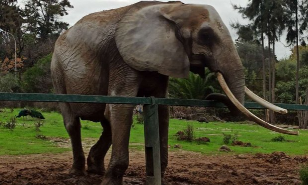 Petition : Urgence contre la barbarie et les crimes sur les animaux errants en Tunisie !