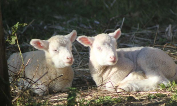 Petition : Pour que le 28 décembre soit déclaré journée sans chasse