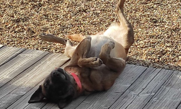 Petition : Pas de trêve de Noël pour les animaux : le maire de Roanne ordonne l’euthanasie de Tokyo