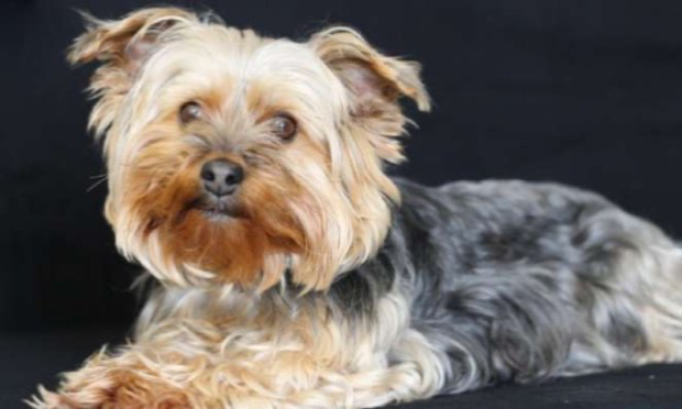 Petition : Pour que le 28 décembre soit déclaré journée sans chasse