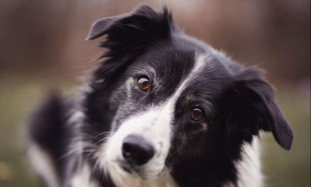 Petition : En marche vers une évolution radicale des droits des animaux en France