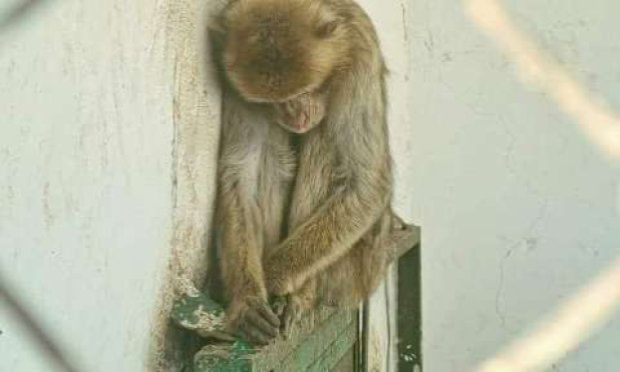 Petition : Sos aidons les animaux en détresse du zoo de Gafsa (Tunisie)